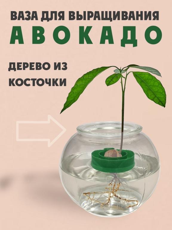 Ваза для авокадо проращивания Ваза для авокадо проращивания