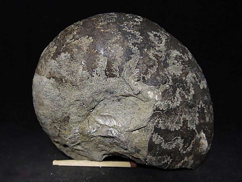 ! Аммонит 93*74*34мм Ульяновская обл. Минерал 1994 