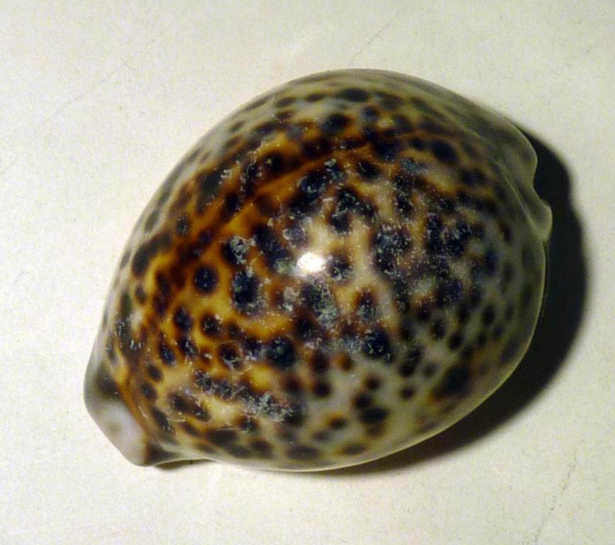 Раковина каури ракушка — покупайте на Auction.ru по выгодной цене. Лот ...