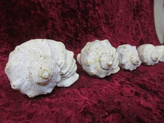 РАКОВИНА МОРСКАЯ. 5 ШТУК. ЦЕНА ЗА ВСЕ