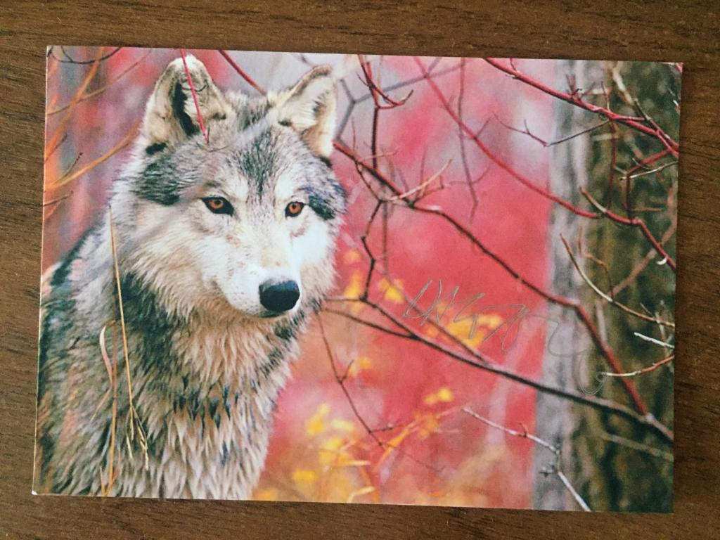 Дейв Леджено автограф на картонном фото