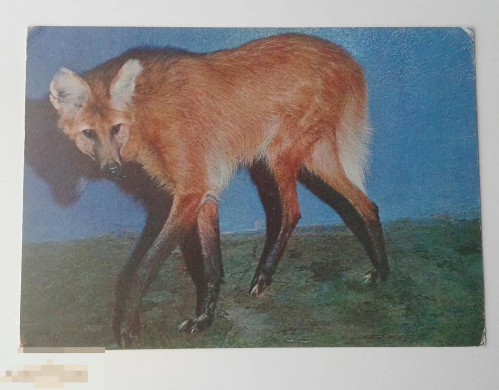 Кочетов. Гривистый волк. Московский зоопарк. 1982 г. Чистая.