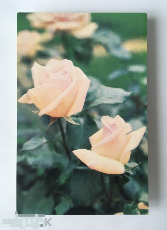 Папикьян. Розы. 1974 г. Чистая. 