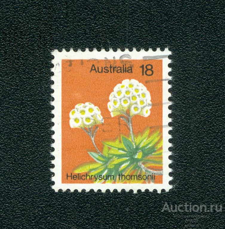 1975 г. Австралия – Бессмертник (s4995)