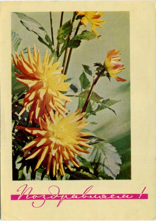 СССР (Е0177) ДМПК Маркированная Чистая Поздравляем! 1968 Цветы Астры Матанова