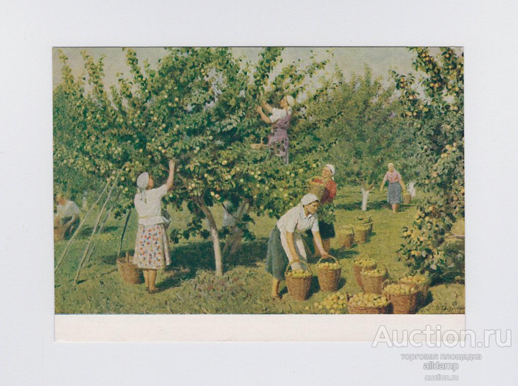 испания сбор винограда. сбор урожая. сбор урожая. юон сбор яблок. сбор урожая кто изображен на фотографии.