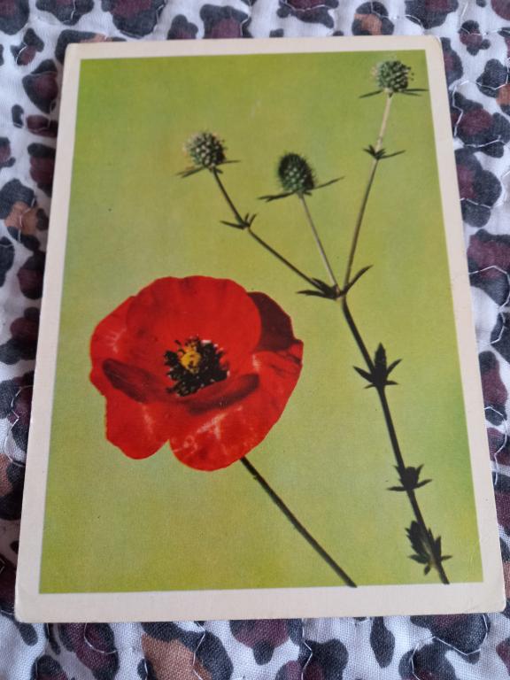 ОТКРЫТКА "МАК И МИКОЛАЙЧИКИ" В.Чупрынин  УССР