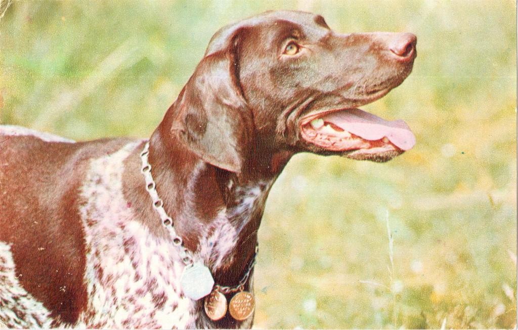 Почтовая открытка Карточка СССР Чистая Собаки Короткошерстная легавая 1969 фото Капитанова