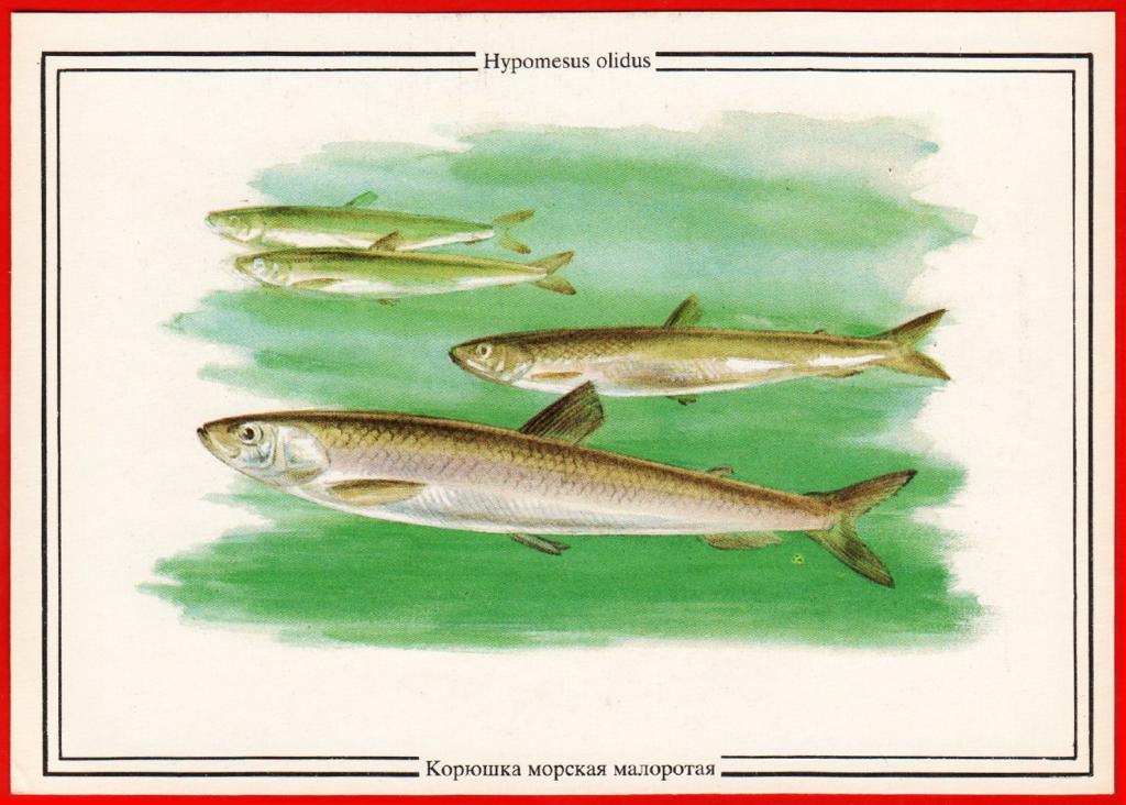 Корюшка рисунок для детей