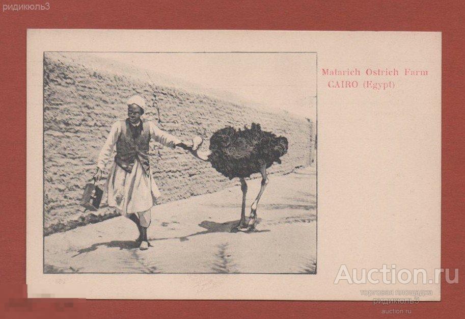 Города Египет Каир malarich ostrich farm страусиная ферма страусы до 1917 