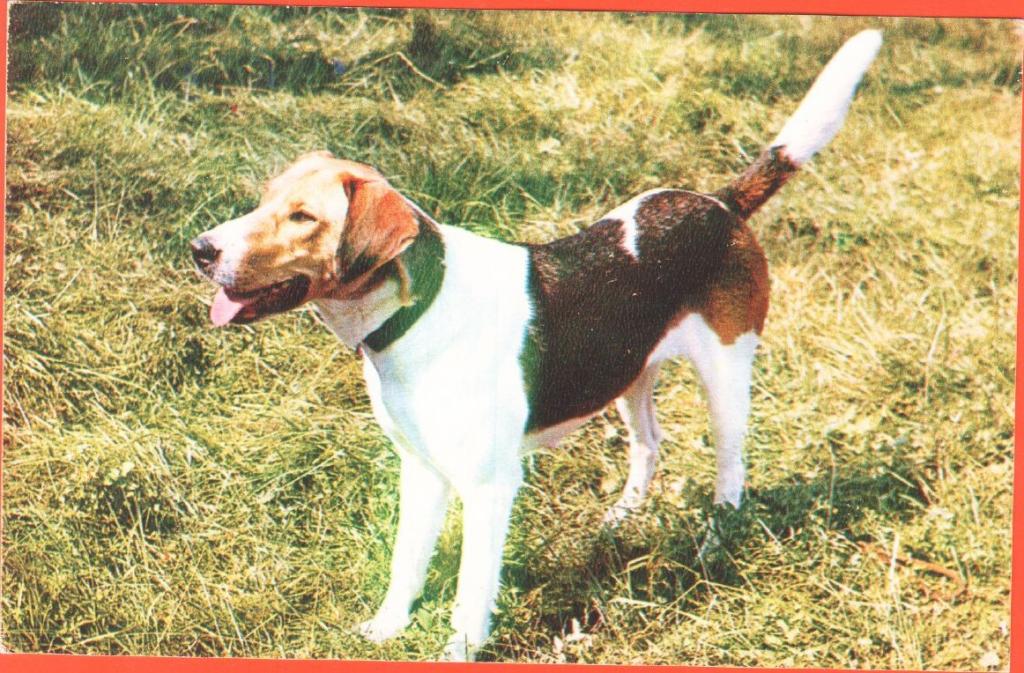 Открытки «Охота» из каталога музея собак
