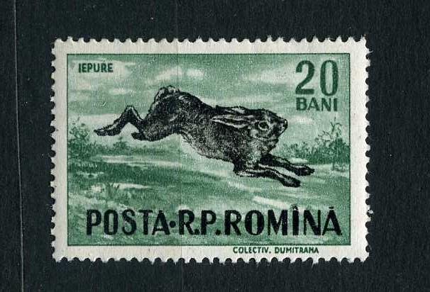 Румыния. Фауна. Животные. Млекопитающие. Заяц. 1956.*