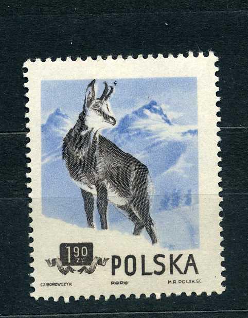 Польша. Фауна. Охраняемые животные. Серна. Млекопитающие. 1954.*