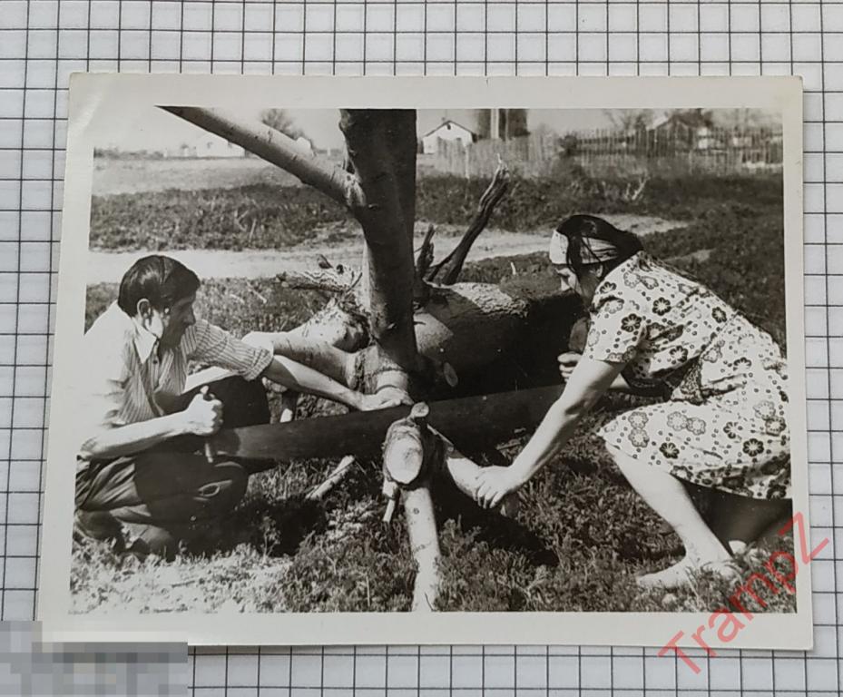 Фотография мужчина и женщина пилят дерево, сельский быт, инструмент, пила #38 