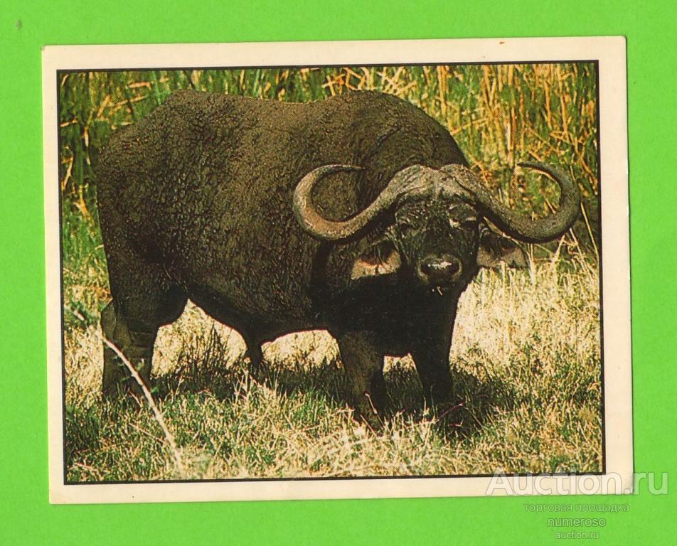 Наклейка Animals of the world № 81 - Panini