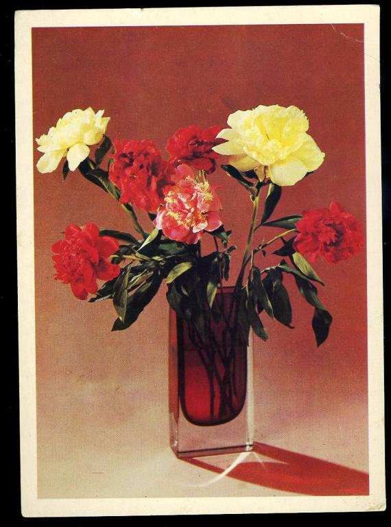 Пионы - Петров С-Сайфи Ч - 1981 год  (Л-10)