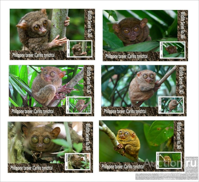 Тонго Чистые блоки  Фауна Тарсиер Дикие животные  Филиппинский долгопят  2020