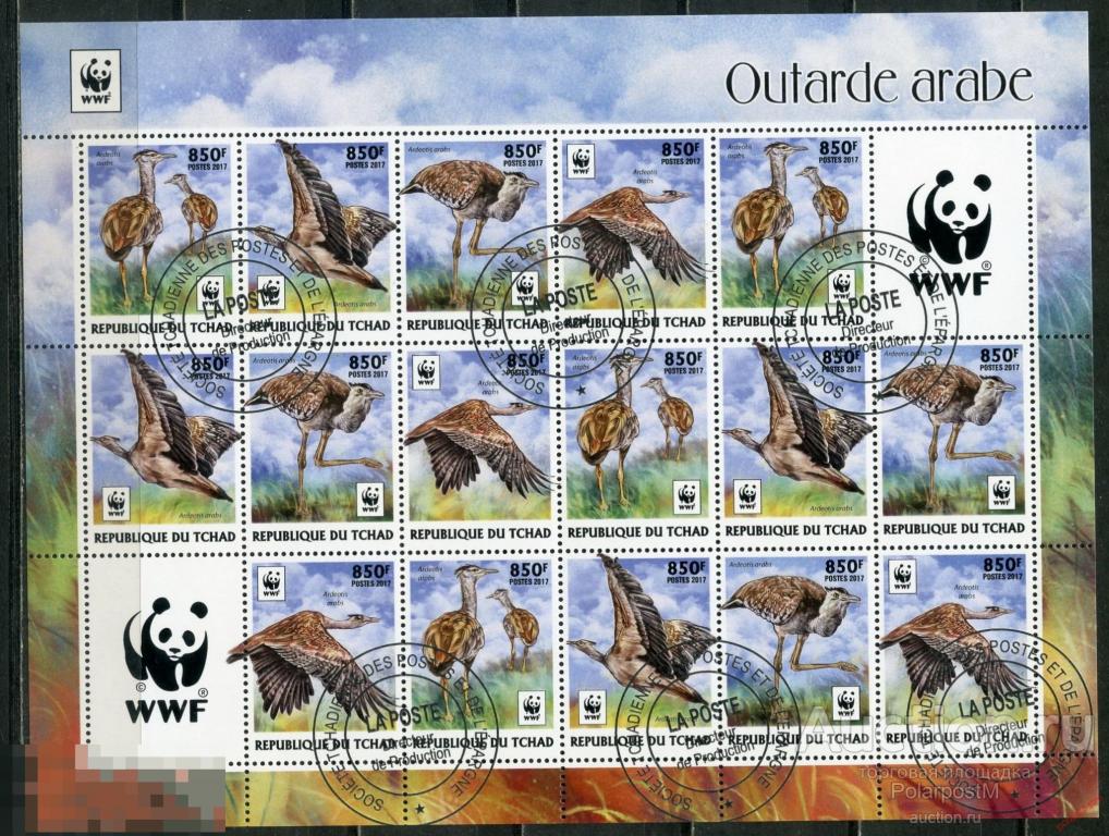 ЧАД 2017 TC003 WWF. Птицы. Фауна. Outarde arabe 