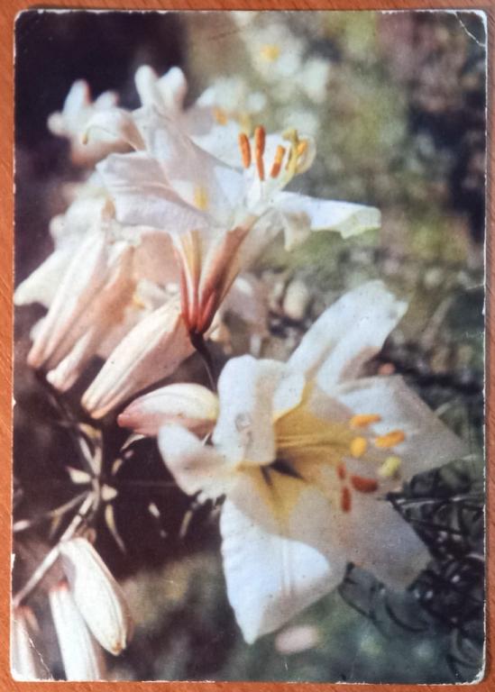 К09.177 МАРКИРОВАННАЯ ОТКРЫТКА СССР П/П, ЛИЛИЯ, 18.10.1968, ТОМИЛИН