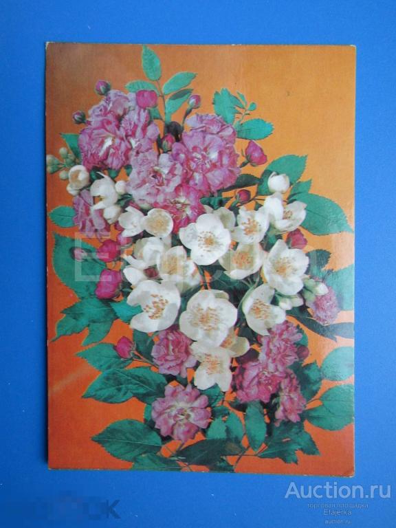 Цветы . Дегилев  .  1985.  Жасмин . Розы  . чистая. 