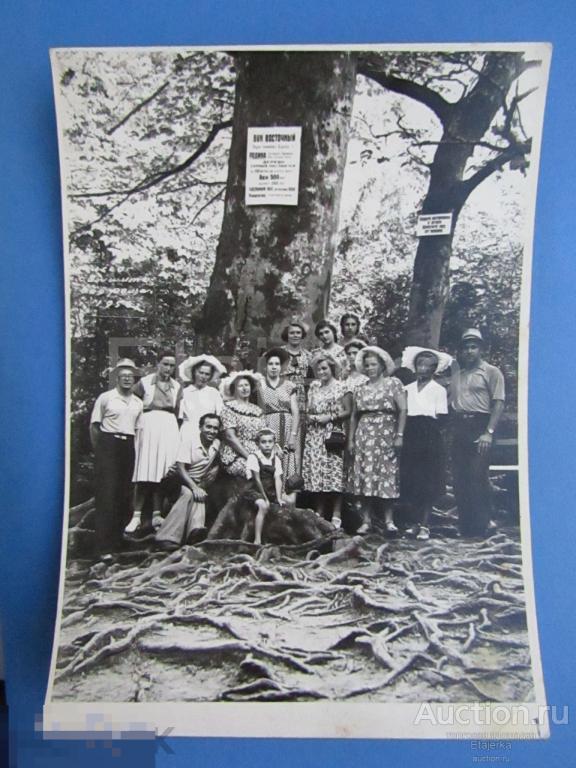 Хоста. 1956 .Тисо-самшитовая роща  .  Туристы .   Девушки. Парни . Дети .     Фото СССР (ББ) 
