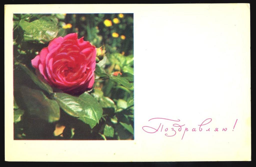 Поздравляю - Боровская Т. - 1968 год (Л-29)