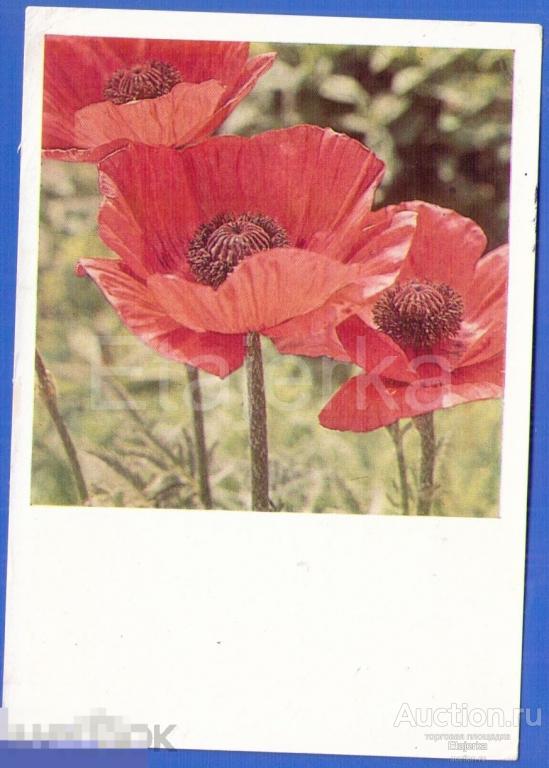 Маки.  Панов.  1968.  подписана.  Цветы. 
