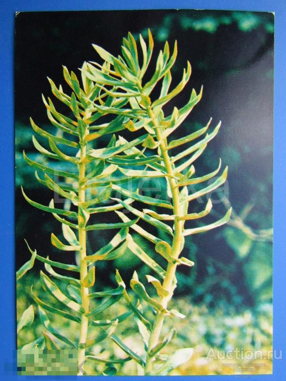 Родиола розовая      . Лекарственные растения . 1978 . Экскурсия в природу . (Лр78) 