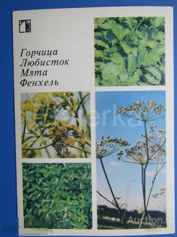 Горчица . Любисток . Мята . Фенхель   .    приусадебный участок . 1986 . 