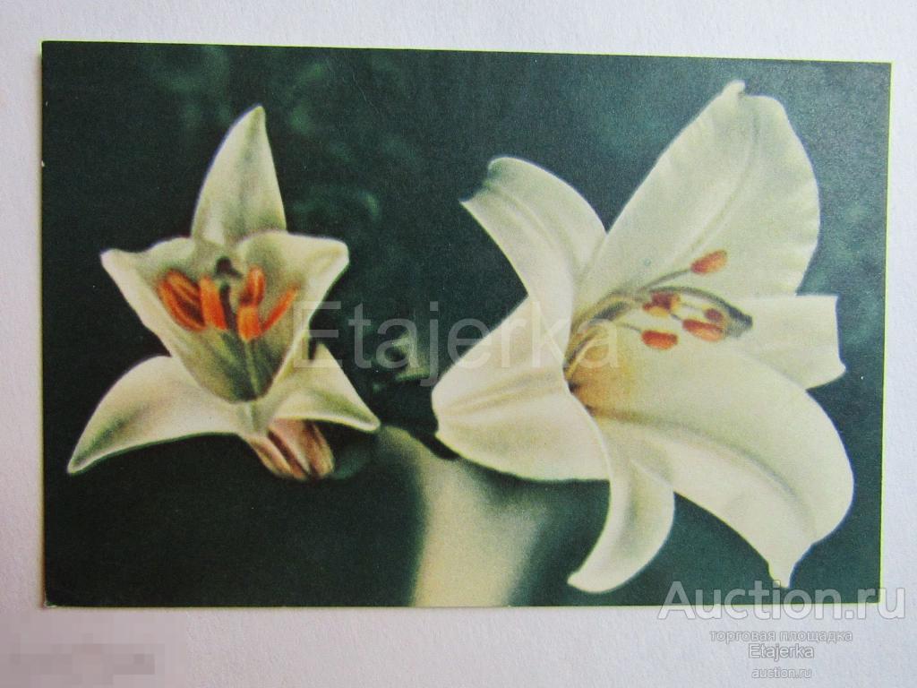Лилия. 1965. Белов. чистая.Цветы 