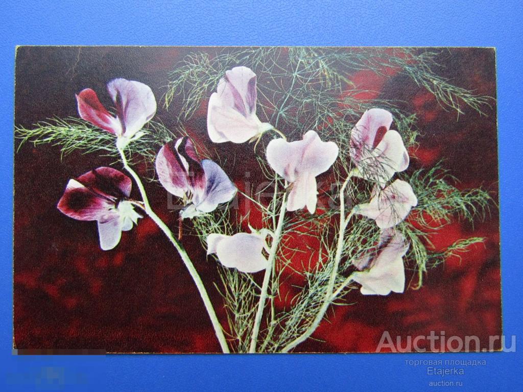 Цветы. Горошек. 1969  Стукалов. чистая. 