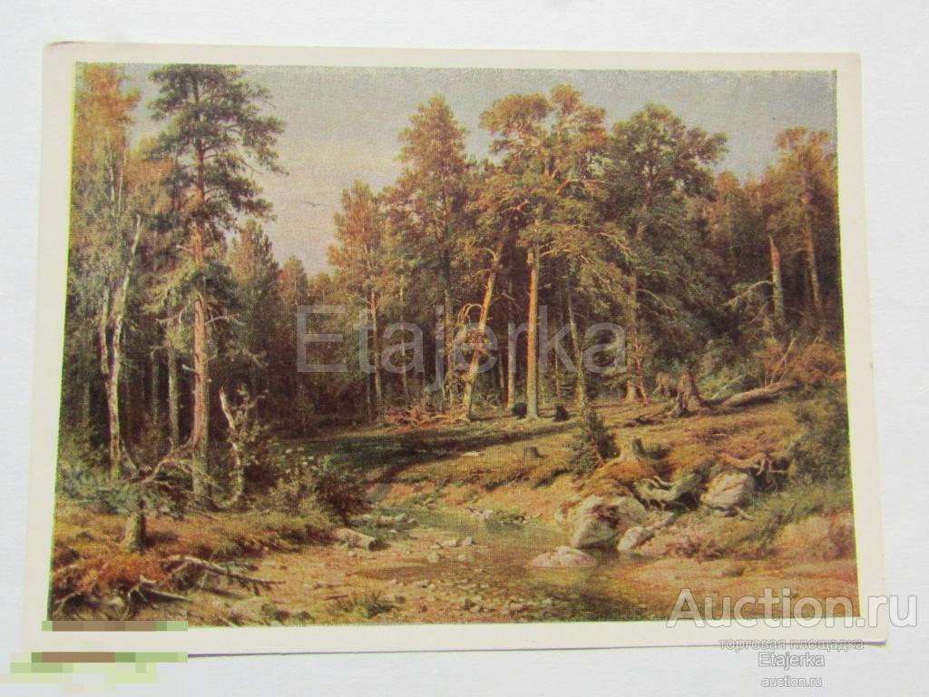 Сосновый бор. Шишкин  . Живопись . 1953. Пейзаж. Русский лес. 