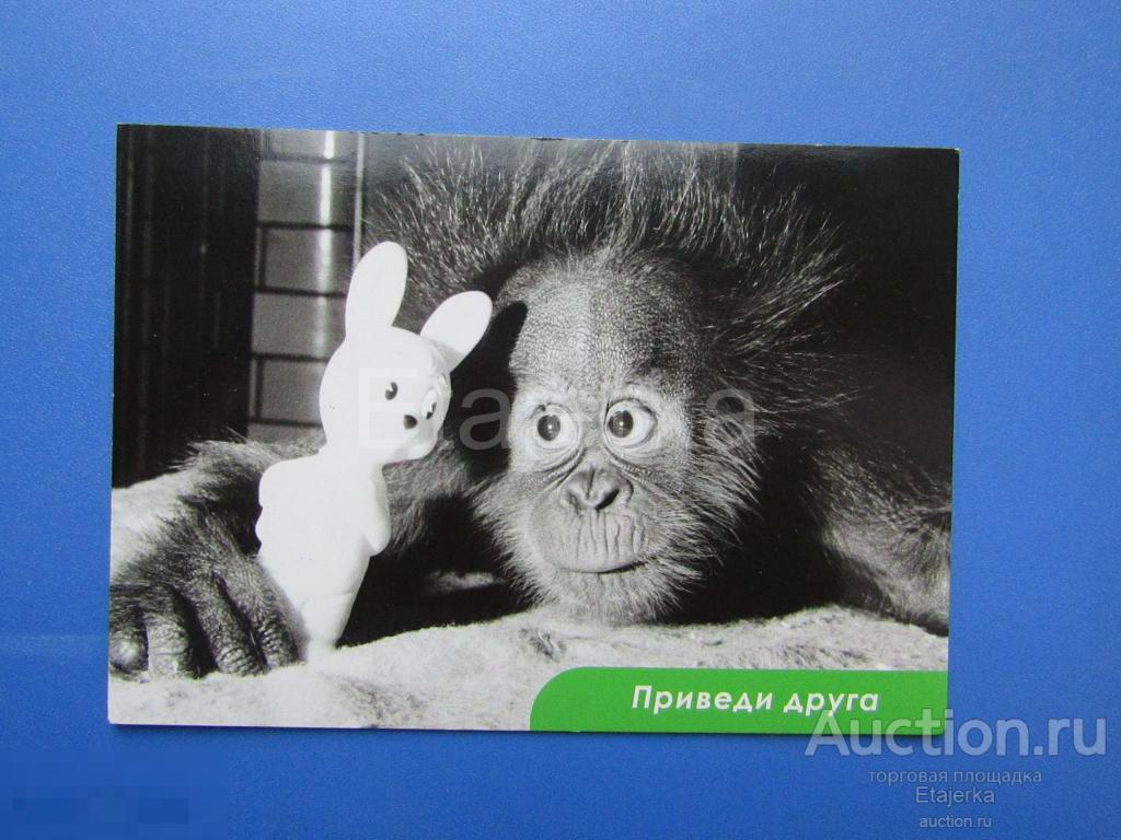 Обезьяна.Заяц .Игрушка. . Реклама. Открытка. плотная.