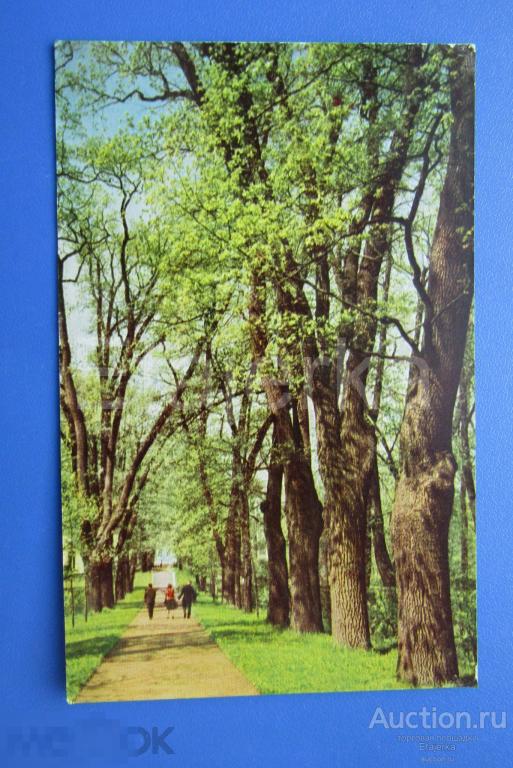 Пушкин.  Липовая аллея Екатерининского парка .  1966. Люди. 