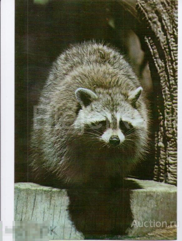 Енот ( опечатка).Зоопарк.Куба.Животные