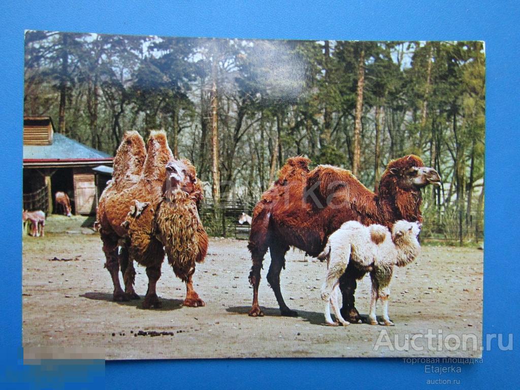 Верблюд. Зоопарк. Чехия. Животные.