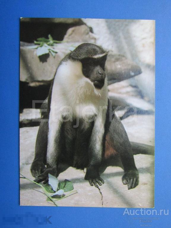 Мартышка. Обезьяна  . Зоопарк. Чехия. Животные. Птицы. 