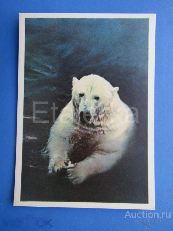 Белый медведь. Ленинградский зоопарк. 1965. 
