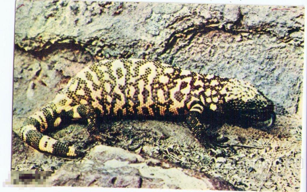 Московский зоопарк.Ящерица.Ядозуб.чистая.1969.