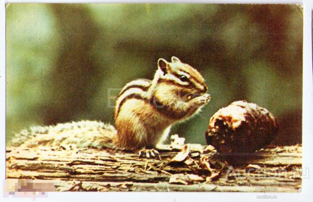 Бурундук . Зоопарк.  Животные.1969. СХ 