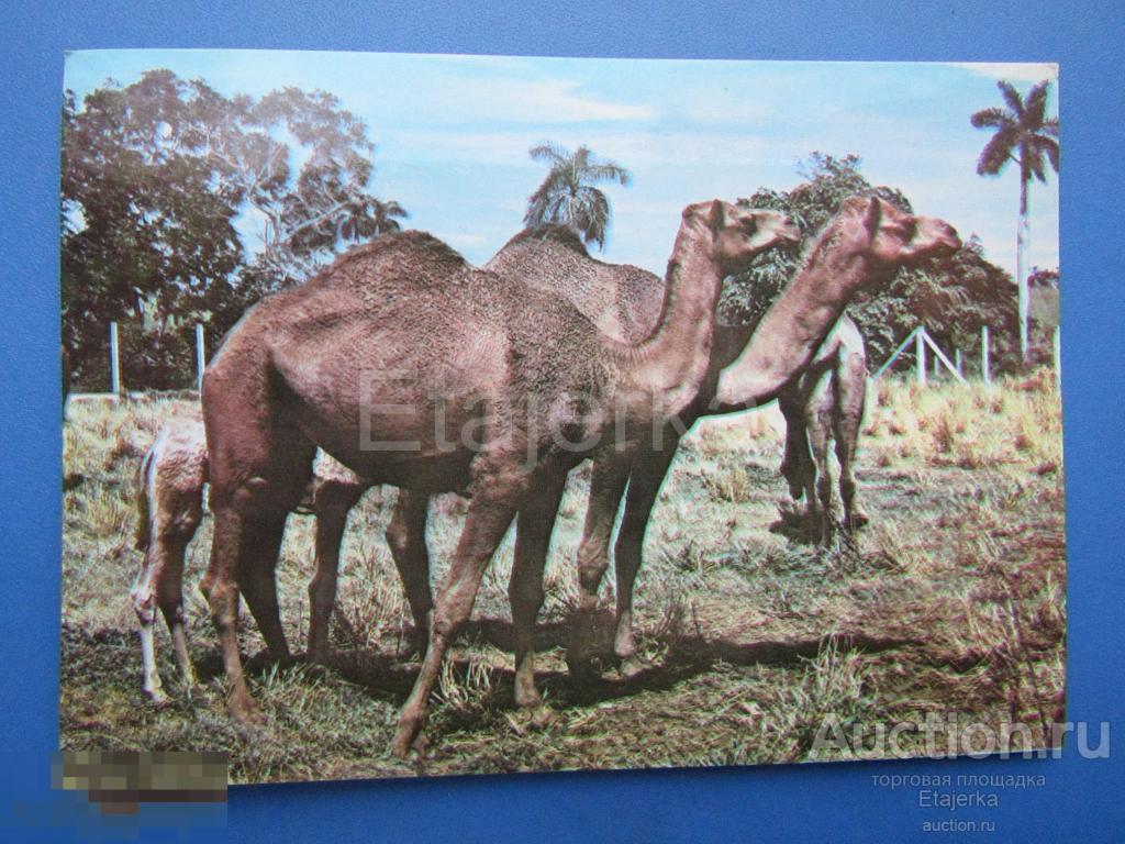 Зоопарк. Куба.Верблюд  . Животные.