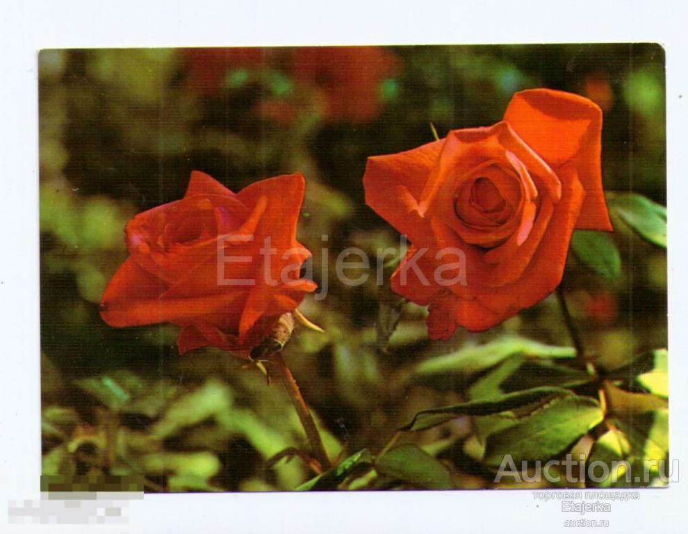 Цветы. Болгария. Иностранные открытки.чистая. Розы. 