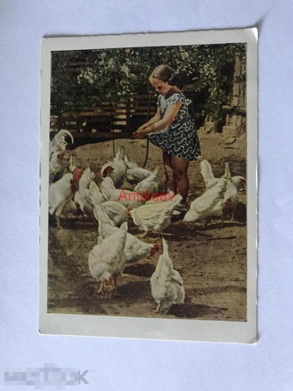 Картина дети кормят курицу и цыплят. Девочка с курами. Курочка СССР открытка. Девочка кормит цыплят.