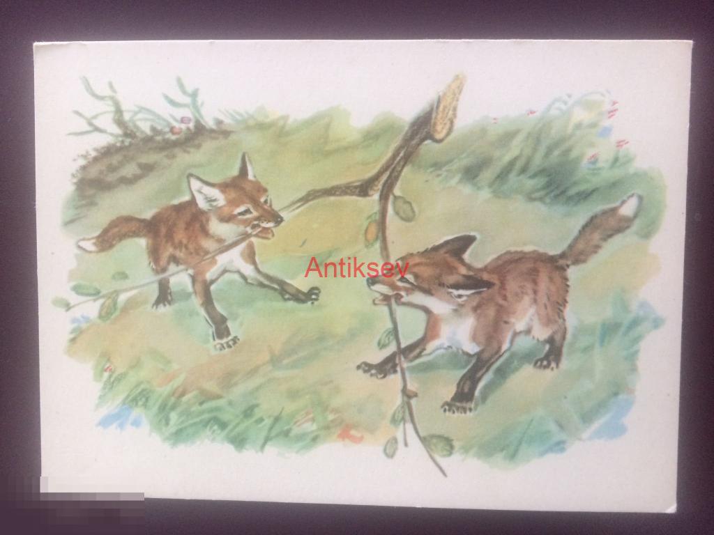 Открытка ИЗОГИЗ Фролов двое маленьких лисят 1958 