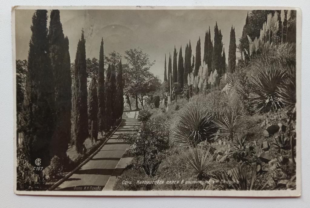 Открытка  Сочи. Кипарисовая аллея 1939 год Фотоиздательство  $