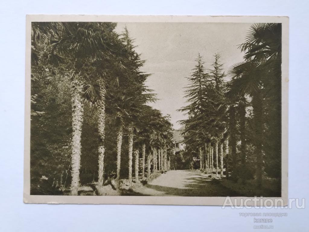 Сухум. Синоп. Аллея пальм.  №156