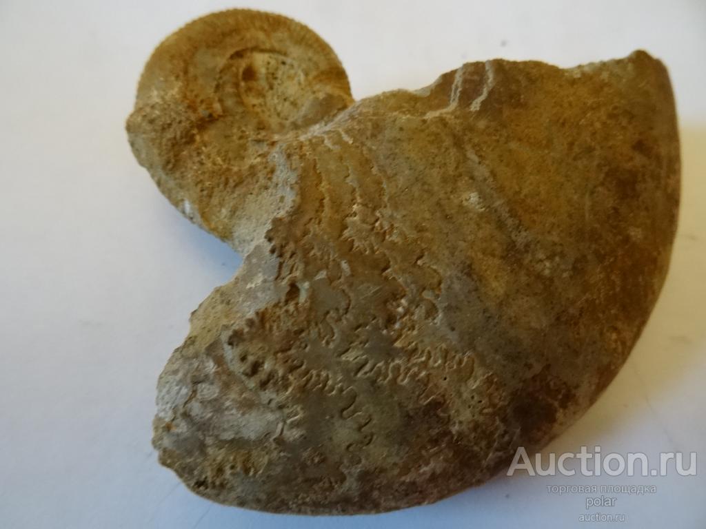 Аммонит Kosmoceras jason.