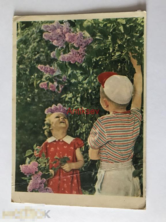Открытка сирень цветет Становов 1962 