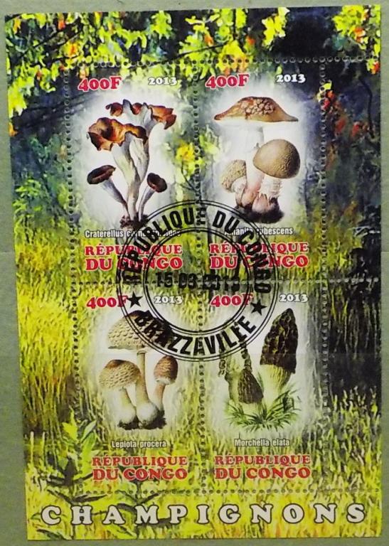 Конго 2013 флора грибы