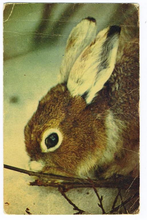 Московский зоопарк - Заяц - Немнонов Н - 1969 год (Л-8447)